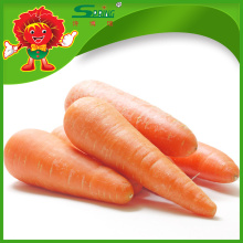Zanahorias frescas chinas buena calidad para la venta